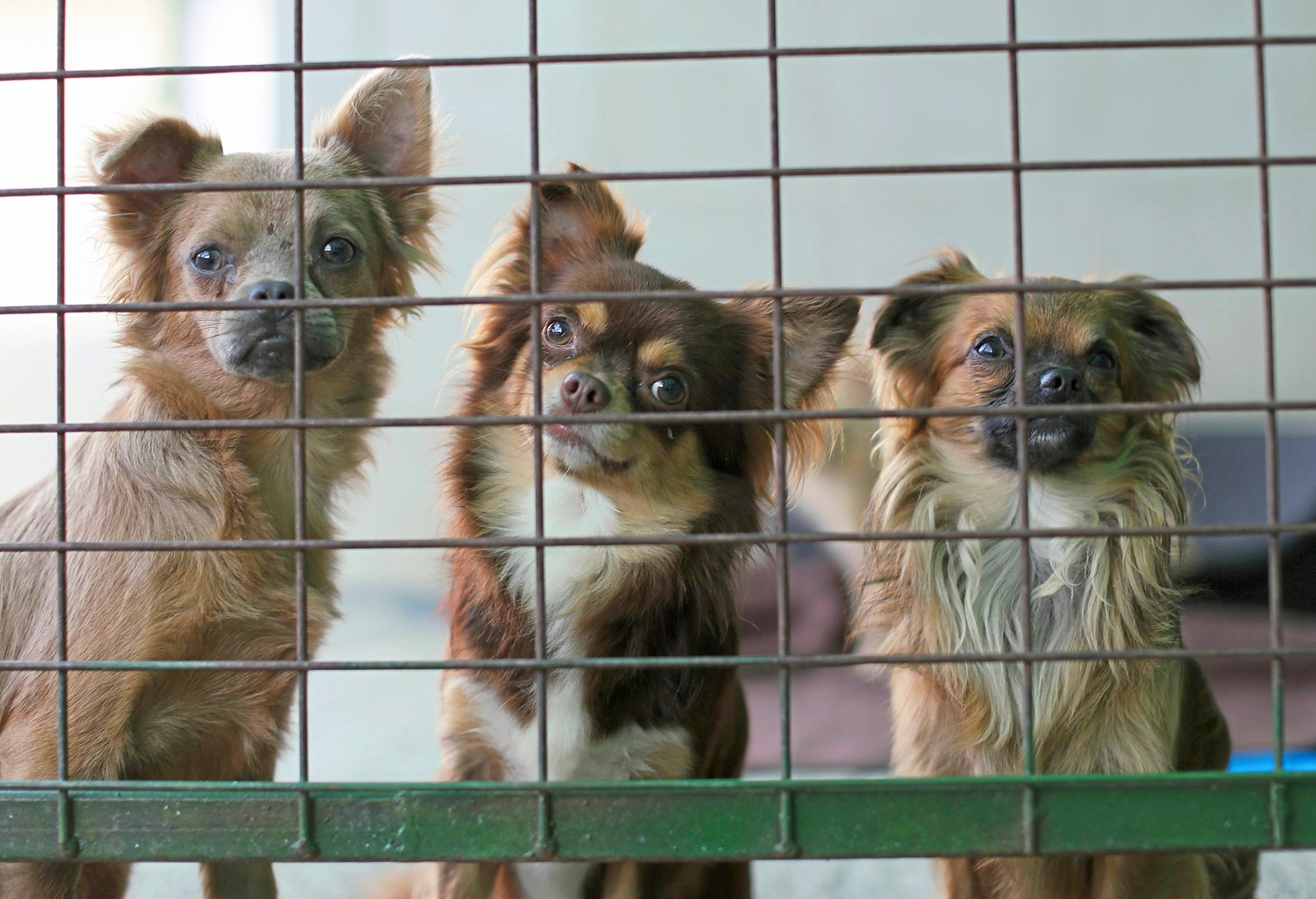 Hunde im Käfig
