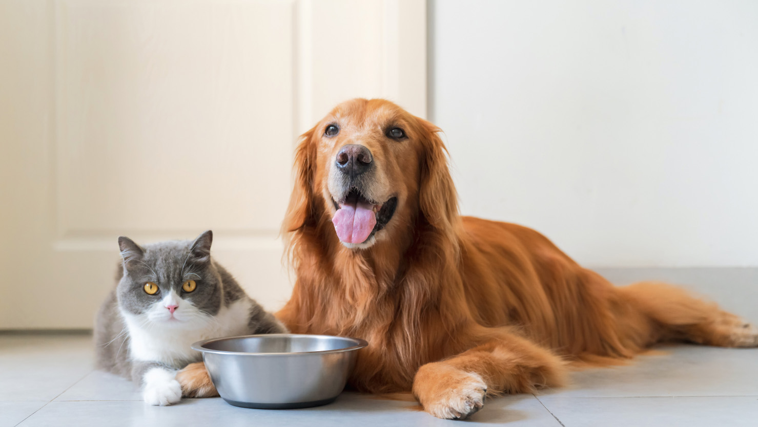 Katze und Hund